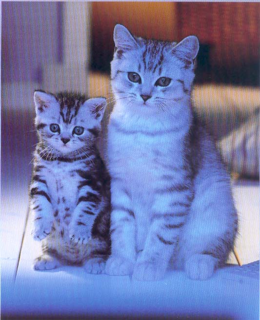 Gatti (297)